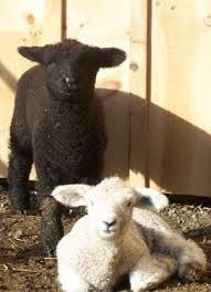 black &amp; white sheep