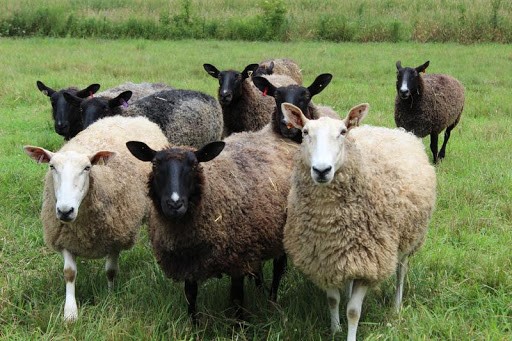 various colored sheep